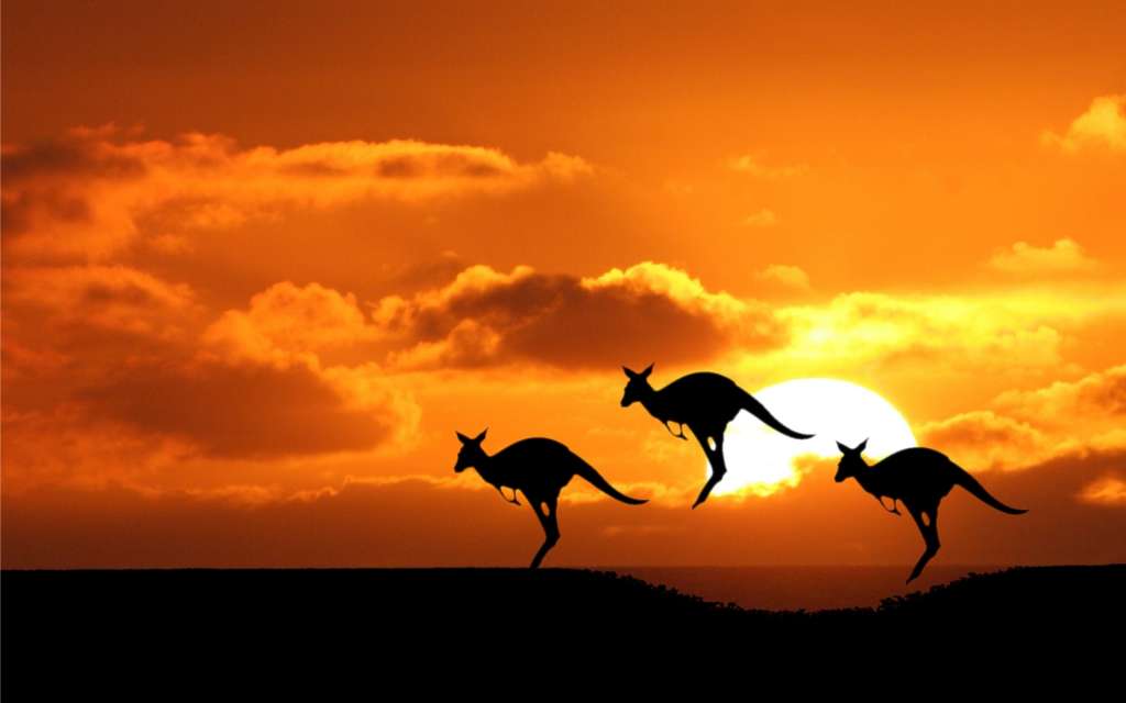 australia canguri