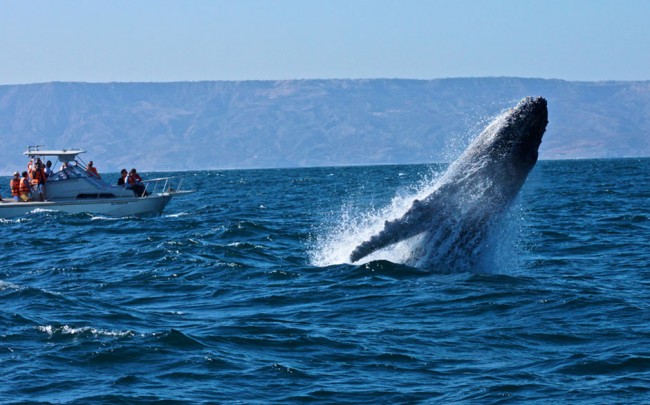 ballenas