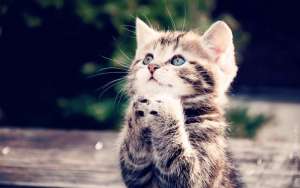 gatto giunte
