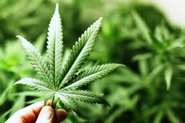 Cannabis