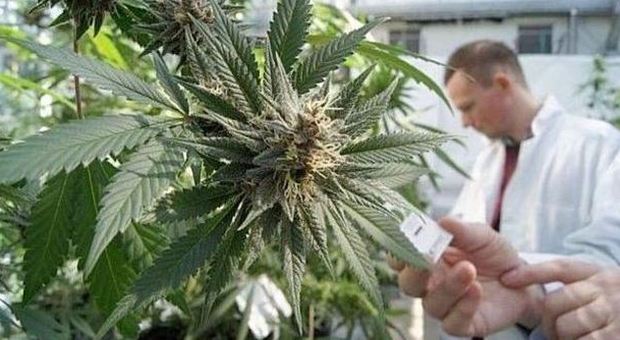 Cannabis