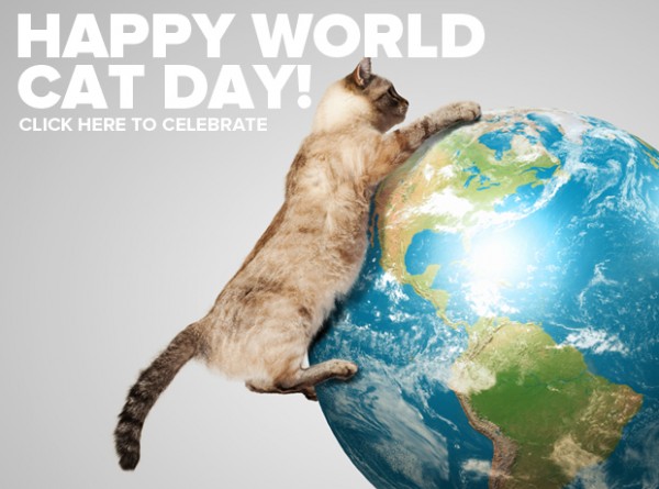 World Cat Day, una giornata per celebrare l’amore per i gatti