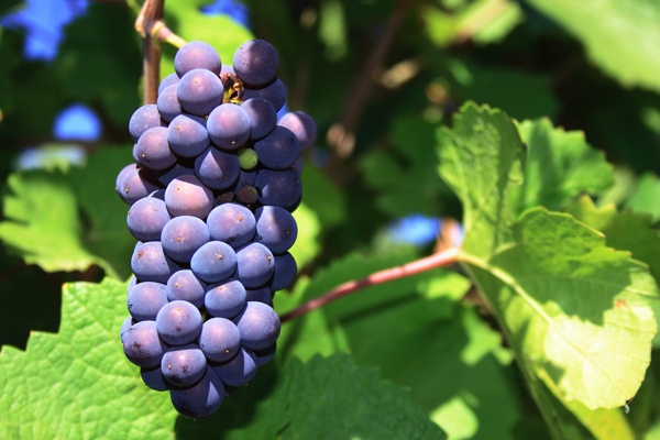 Pinot Grigio, nasce il Consorzio “Doc delle venezie”