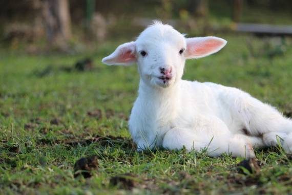 La vegana contro la Coop: “Gli agnelli sono bambini”