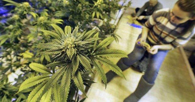 La cannabis legale arriva in Commissione