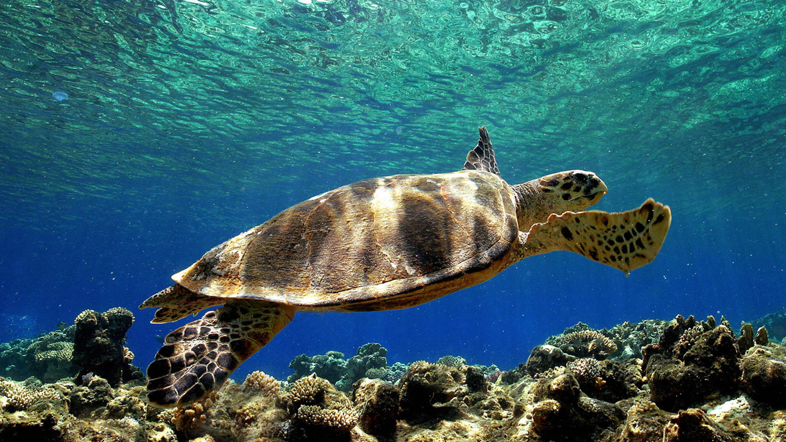 Fiumicino, salvata tartaruga ‘Caretta’ in difficoltà