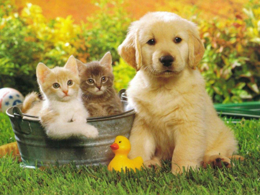 Parlamento di Panama approva il carcere per chi maltratta gli animali domestici