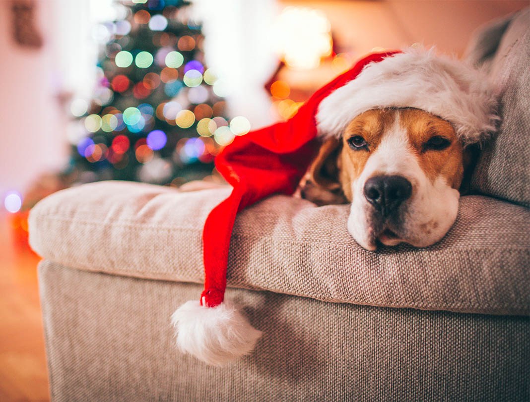 Stop alla Christmas Blues, a depressione e cattivi pensieri nelle feste: i consigli dello psicoterapeuta