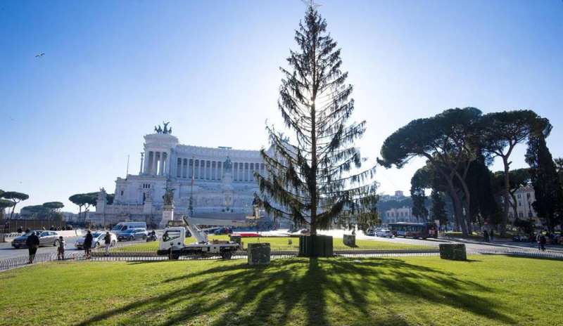 Roma, morto l’albero di Natale Spelacchio. M5S, “prossima volta faremo meglio”