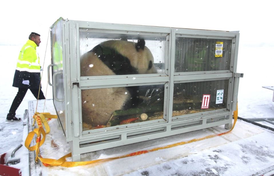 DHL ha trasportato una coppia di panda giganti dalla Cina alla Finlandia