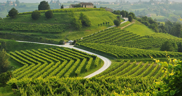L’80% degli italiani sogna di produrre vino