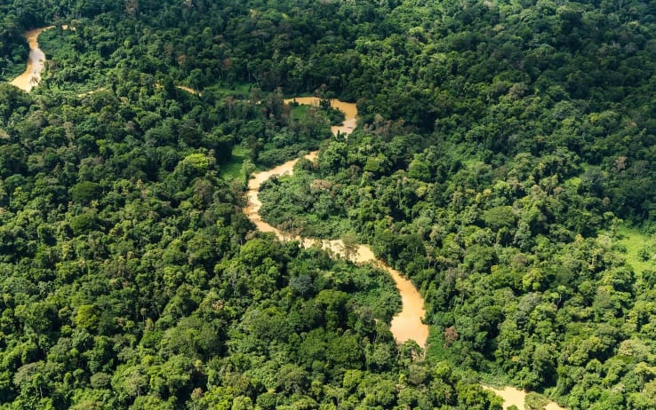 Greenpeace, “produzione indiscriminata di soia minaccia le foreste del Sud America”