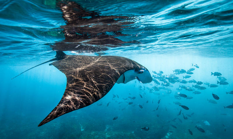 Greenpeace, come proteggere un terzo degli oceani entro il 2030