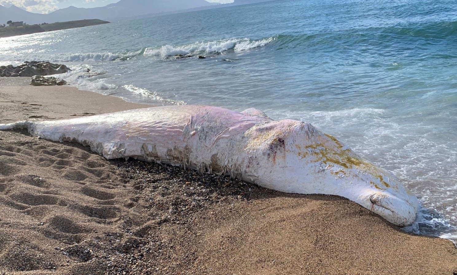 SOS PLASTICA IN MARE, un altro capodoglio spiaggiato a Palermo [FOTO]