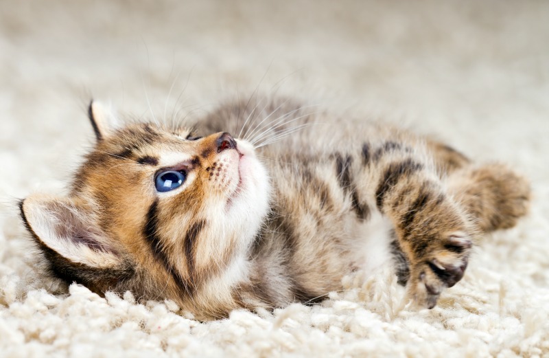 Giornata Internazionale del Gatto, 5 curiosità che non tutti conoscono legate ai gatti