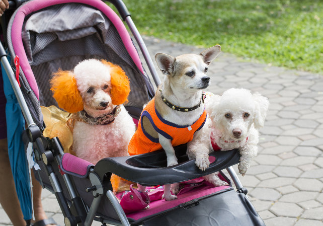 Adinolfi: “In Italia più proprietari dei cani e meno figli, questo è un problema”