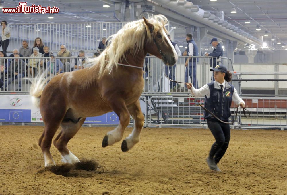 Fieracavalli 2019, con Riding the Blue “il cavallo giova all’autismo”