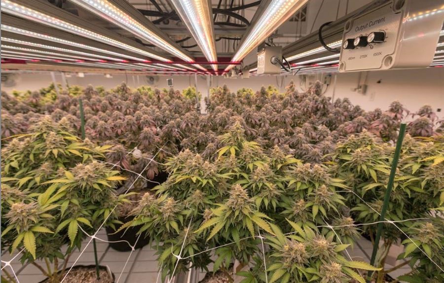 CANNABIS | A che punto è la situazione in Italia?
