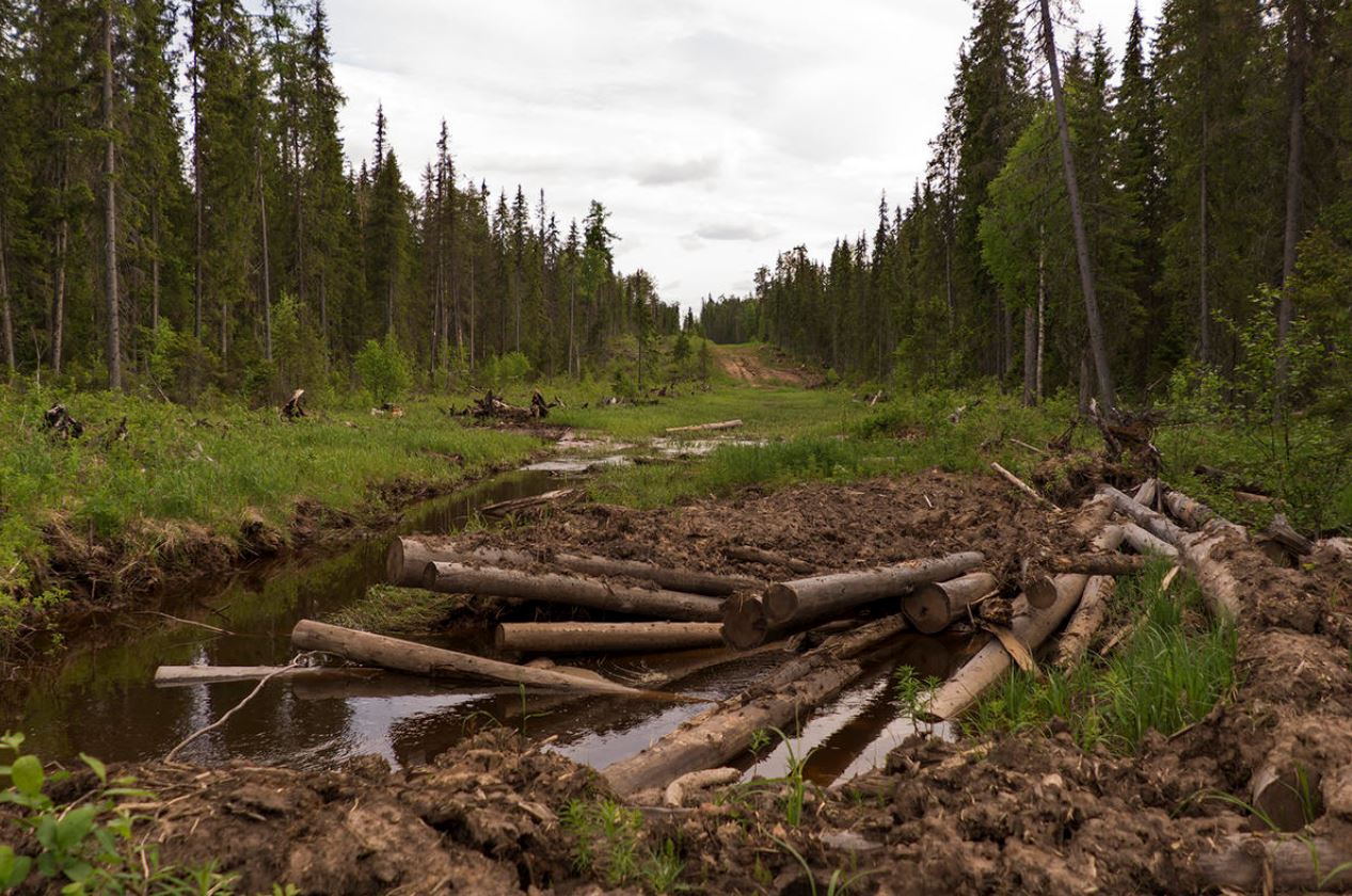 GREENPEACE | Protetta in Russia una foresta grande come il Belgio