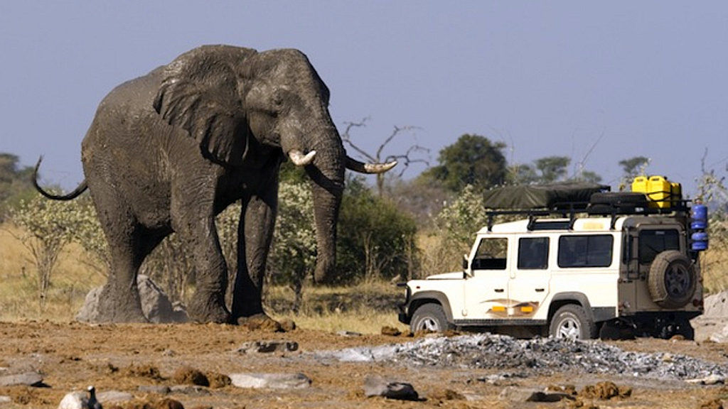 In Africa il massacro degli elefanti