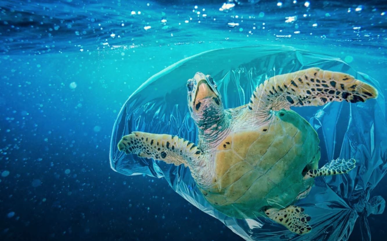 L’IPOCRISIA DI PLASTICA