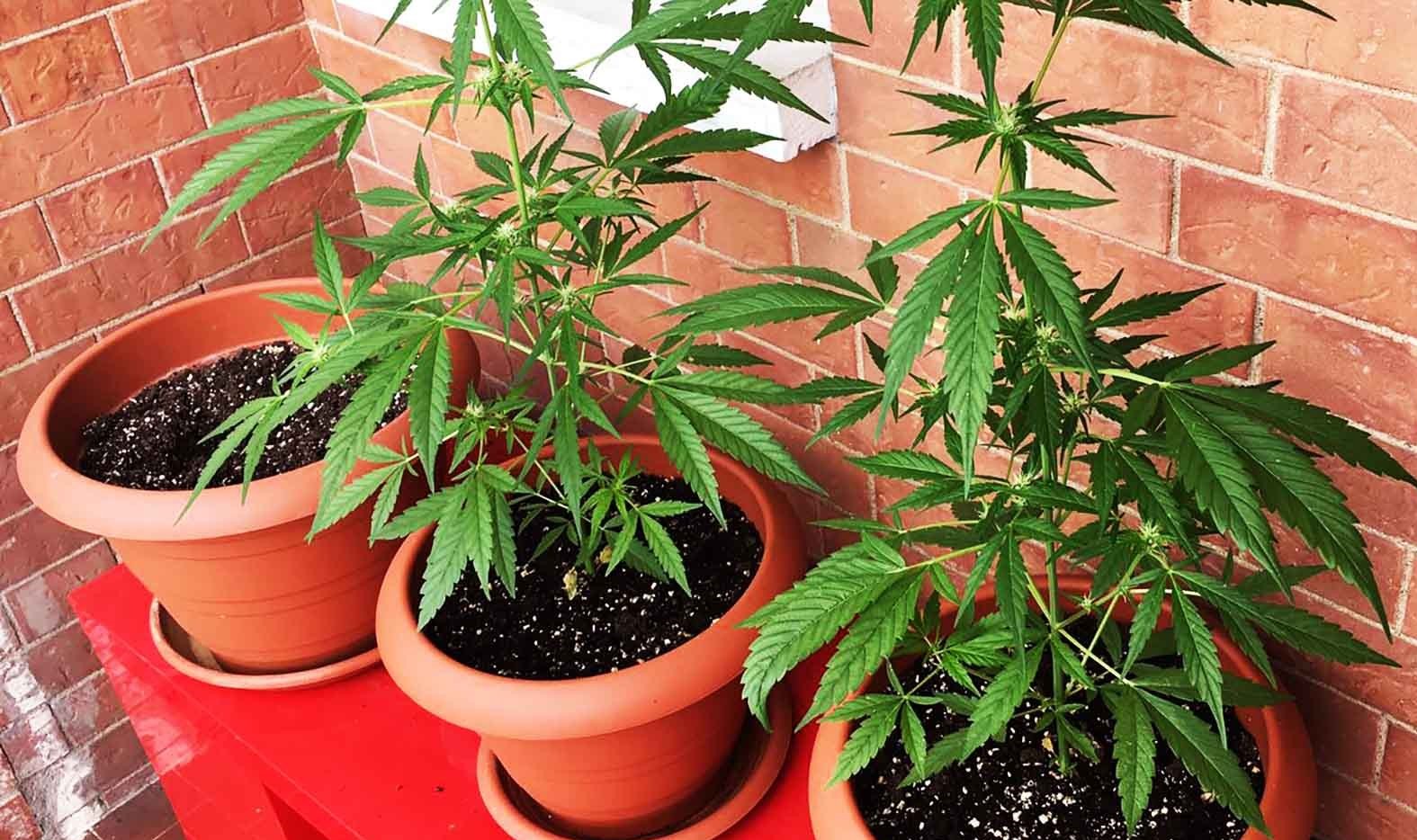 Cannabis