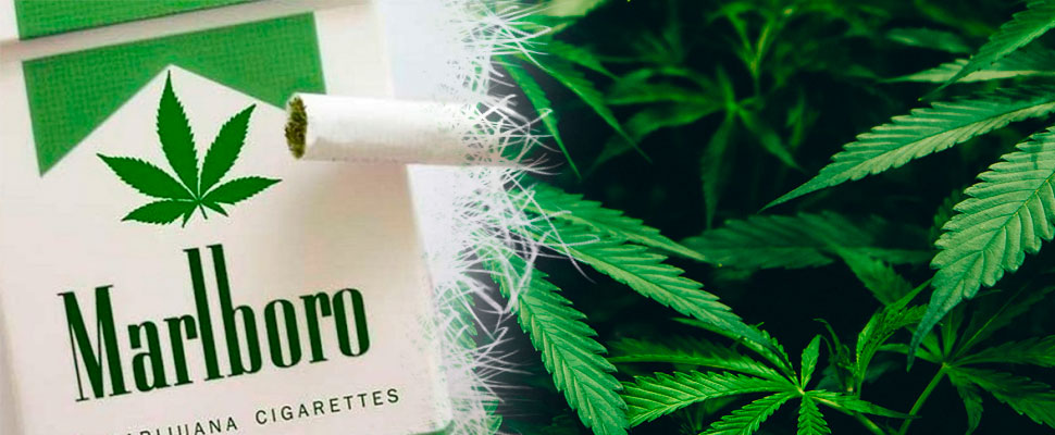 L’EX MINISTRO | Girolamo Sirchia: “Probabilmente avremo la cannabis sul mercato…”