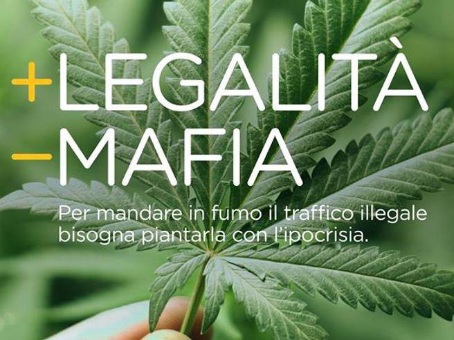 CANNABIS | Perduca (Ass. Coscioni): “Finalmente è definitivo, sì alle piantine in casa se per uso personale”