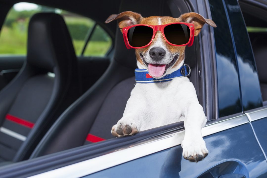 VACANZE | Boom dei viaggi dog-friendly, 10 consigli per tutelare la salute dei vostri cani