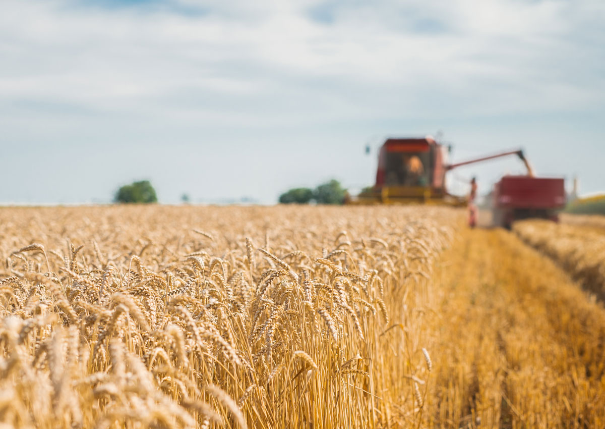Nasce la prima filiera tutta-italiana di grano tenero sostenibile