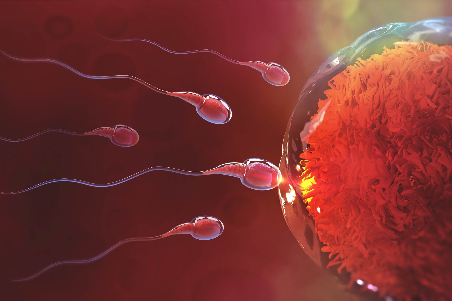 COVID | Infertilità maschile e rischio di infezione con i rapporti non protetti: facciamo chiarezza