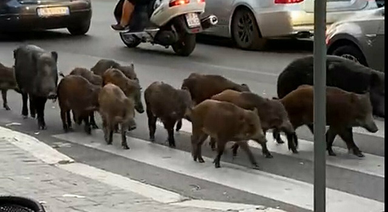 VIDEO | Roma, cinghiali ovunque. E’ degrado puro?