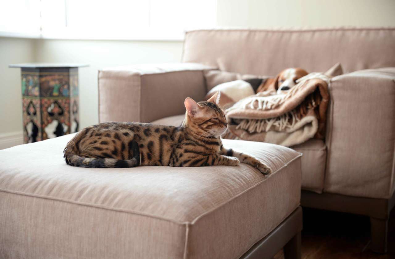 Animali in casa? Preziosi consigli