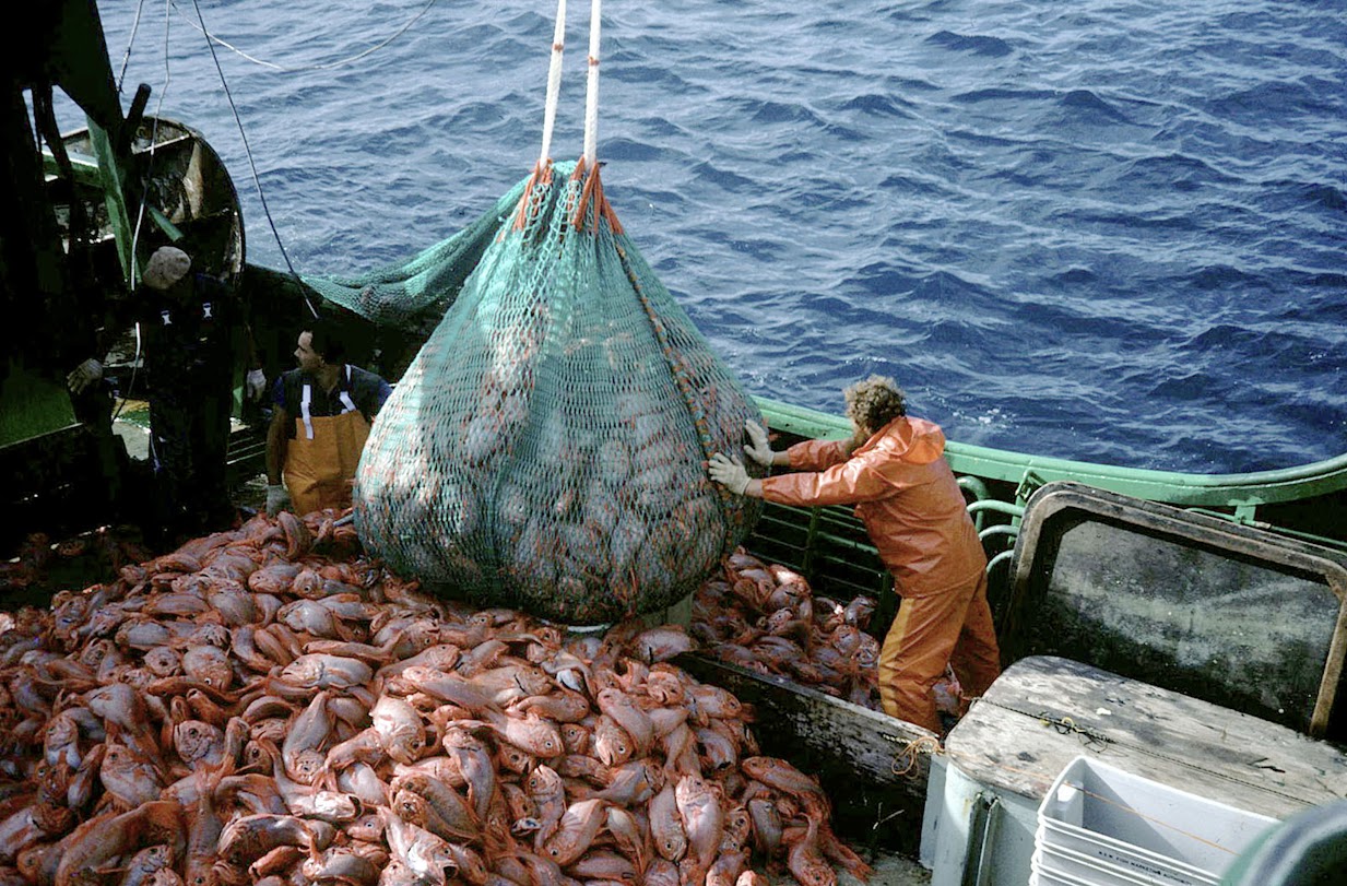 INDAGINE UGL | Un italiano su tre preoccupato per lo sfruttamento delle specie marine