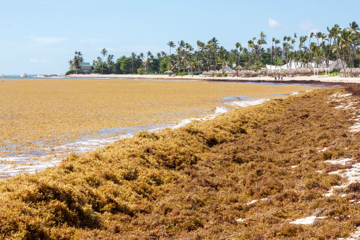 REPUBBLICA DOMINICANA | Invasione delle alghe Sargassi, turismo minacciatoREPUBBLICA DOMINICANA | Invasione delle alghe Sargassi, turismo minacciato