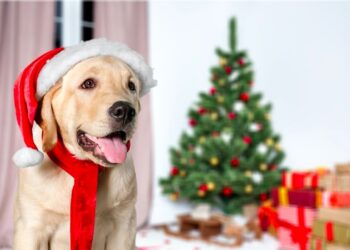 Natale a quattro zampe