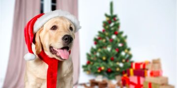 Natale a quattro zampe