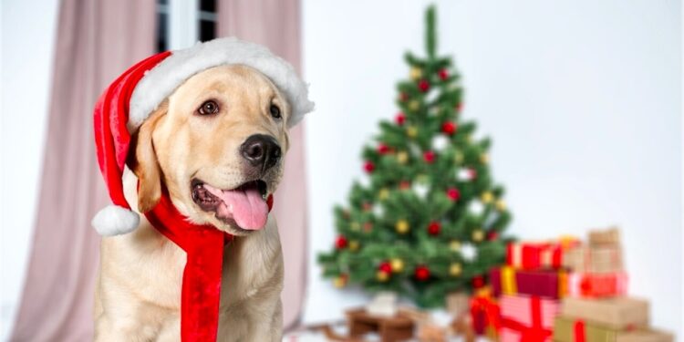 Natale a quattro zampe