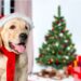 Natale a quattro zampe