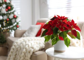 NATALE | Piante e decorazioni natalizie