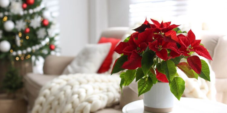 NATALE | Piante e decorazioni natalizie
