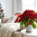 NATALE | Piante e decorazioni natalizie