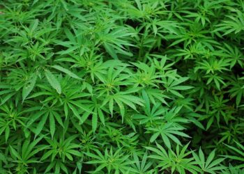 Pianta di cannabis