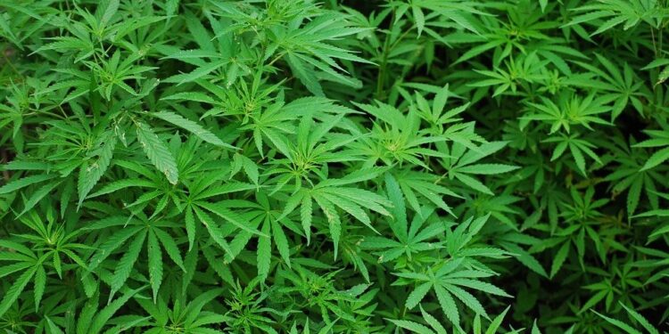 Pianta di cannabis