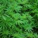 Pianta di cannabis