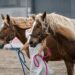 Fieracavalli presenta il mondo equestre al G7 Agricoltura e Pesca di Ortigia
