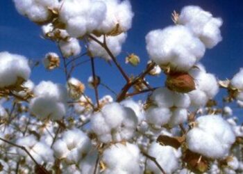 BRASILE | Arriva il cotone “made in America Latina”