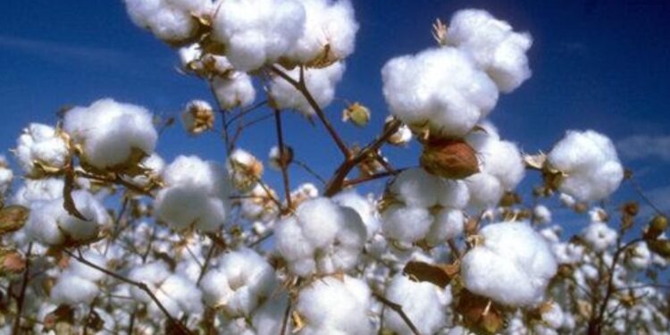 BRASILE | Arriva il cotone “made in America Latina”