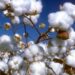 BRASILE | Arriva il cotone “made in America Latina”