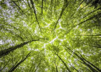 ALLARME DEFORESTAZIONE